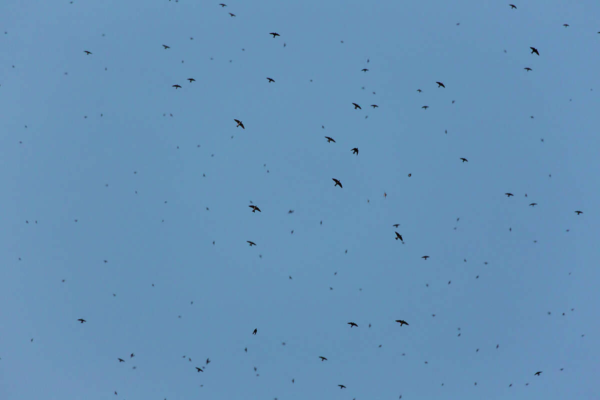 Purple martins gather before flying south