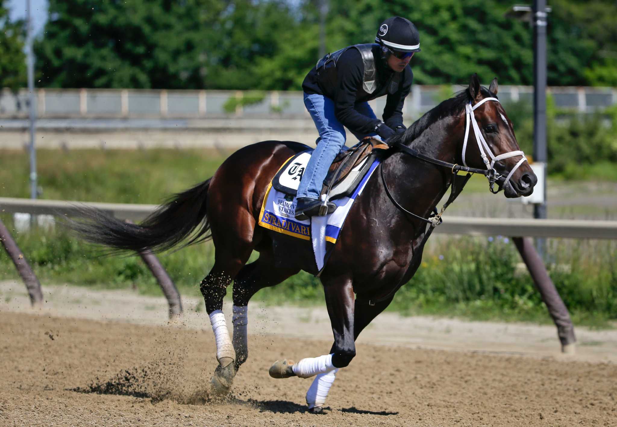 Potential Travers horse suffers serious injury Times Union