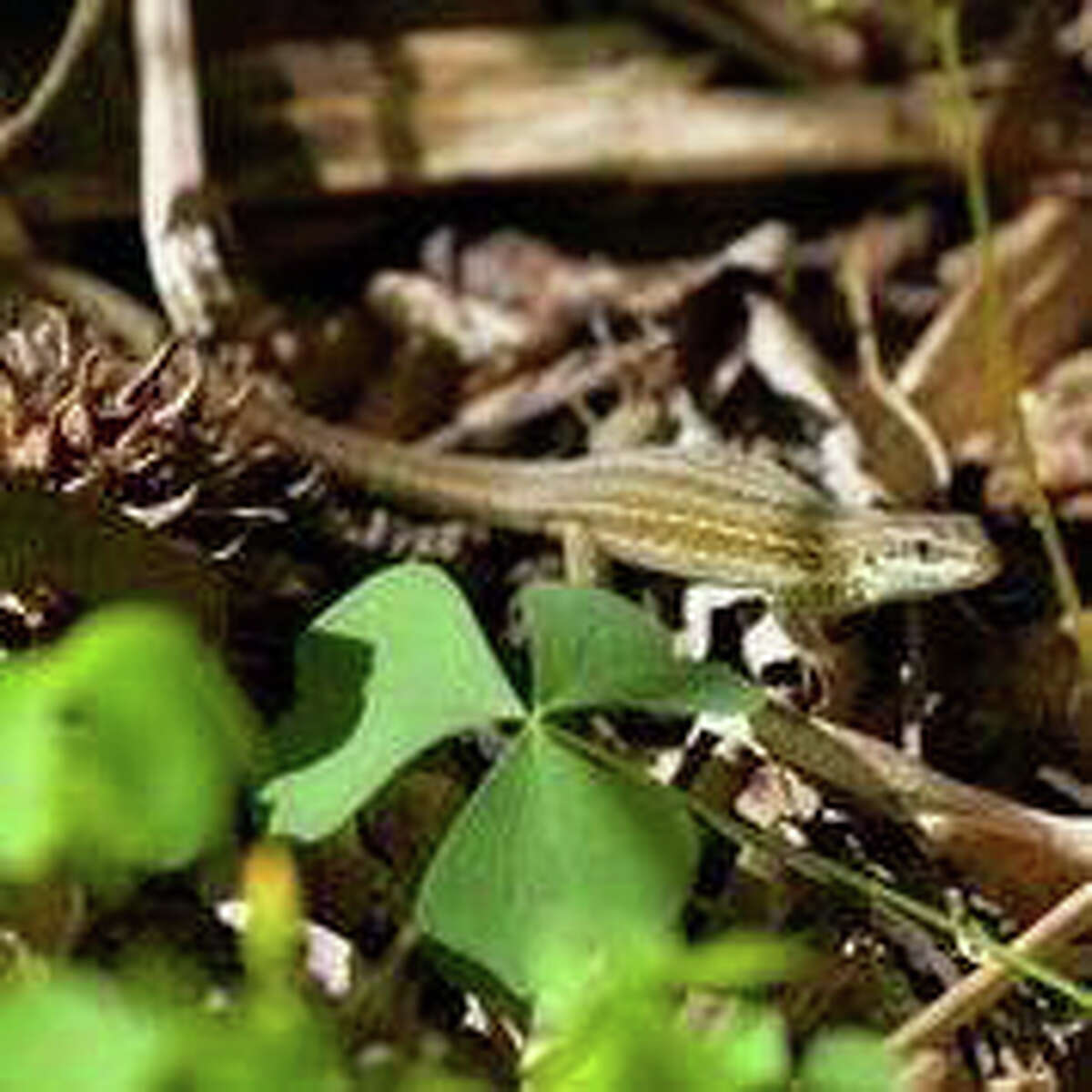 Italian Wall Lizards—Our New Neighbors: Adults/Children 6+