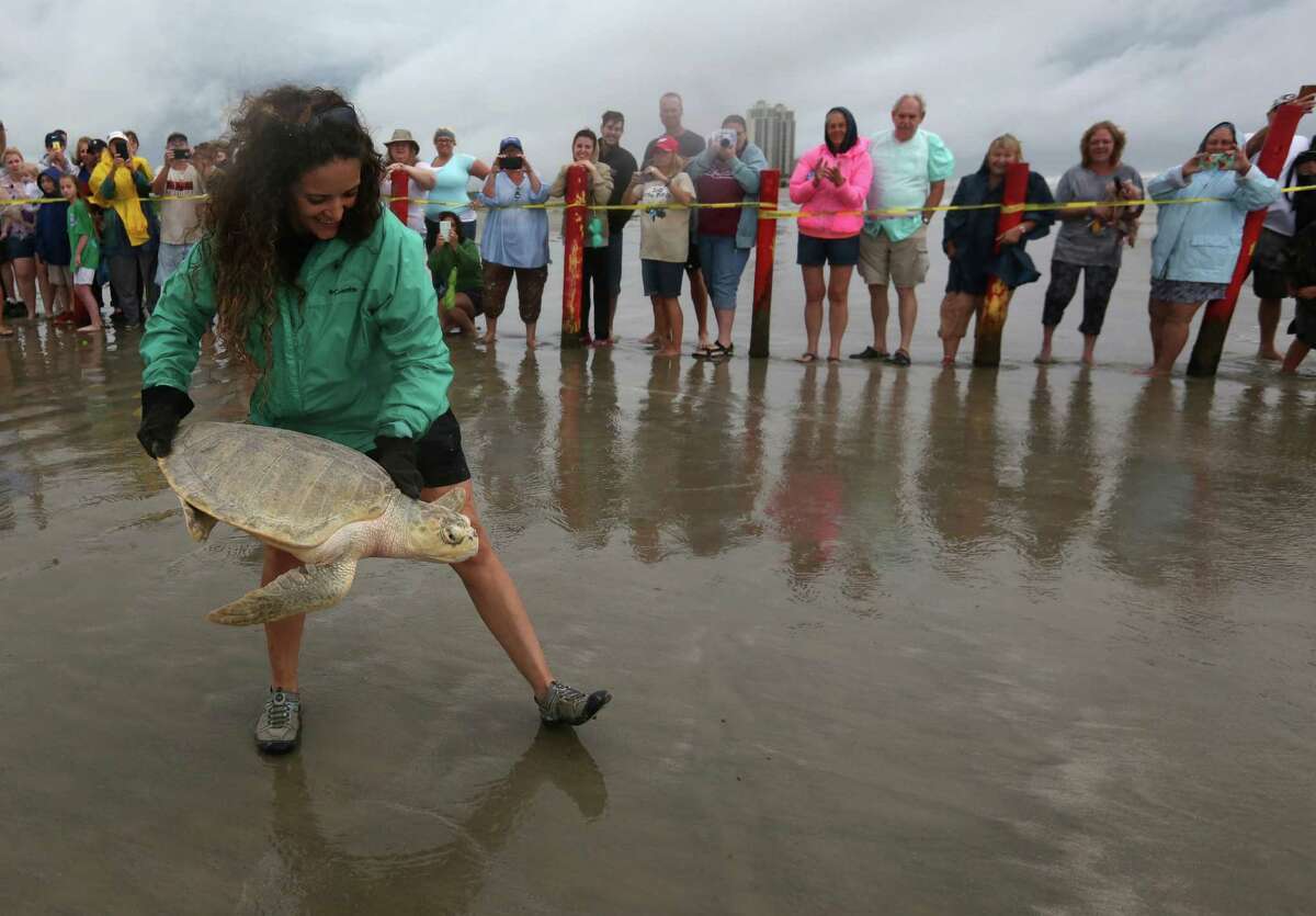 Lyndsey Howell, NOAA Research Fisheries Biologist, releases a kemp's ridley turtle into the wild at Stewart Beach on Wednesday, May 27, 2015, in Galveston. Houston Zoo, NOAA Fisheries, Moody Gardens released 51 turtles. Forty-nine of the turtles are Kemp's ridleys and were part of a group brought in last December after suffering from the cold in Cape Cod, New England. The other two turtles, one Kemp's ridley and one loggerhead were already at NOAA facility fro treatment and rehabilitations. ( Mayra Beltran / Houston Chronicle )?