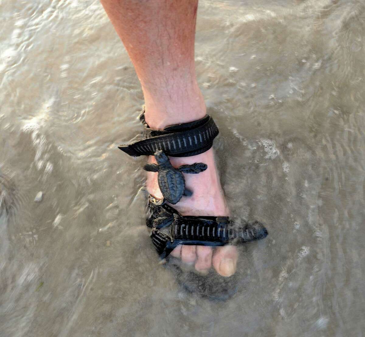 A Kemp's ridley sea turtle hatchling crawls onto the foot of photographer Billy Calzada during a release of hatchlings at Padre Island National Seashore on Thursday, June 28, 2012.