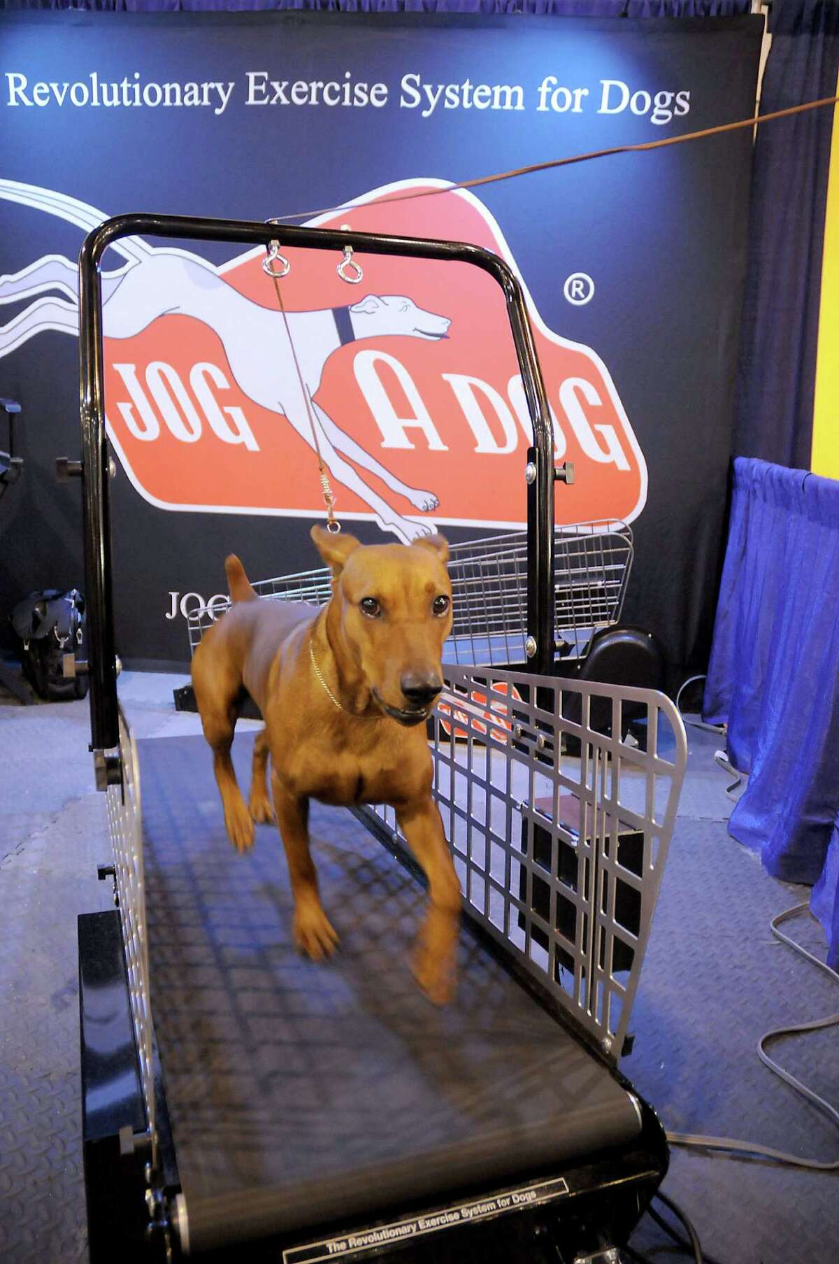 Houston World Series of Dog Shows 2016