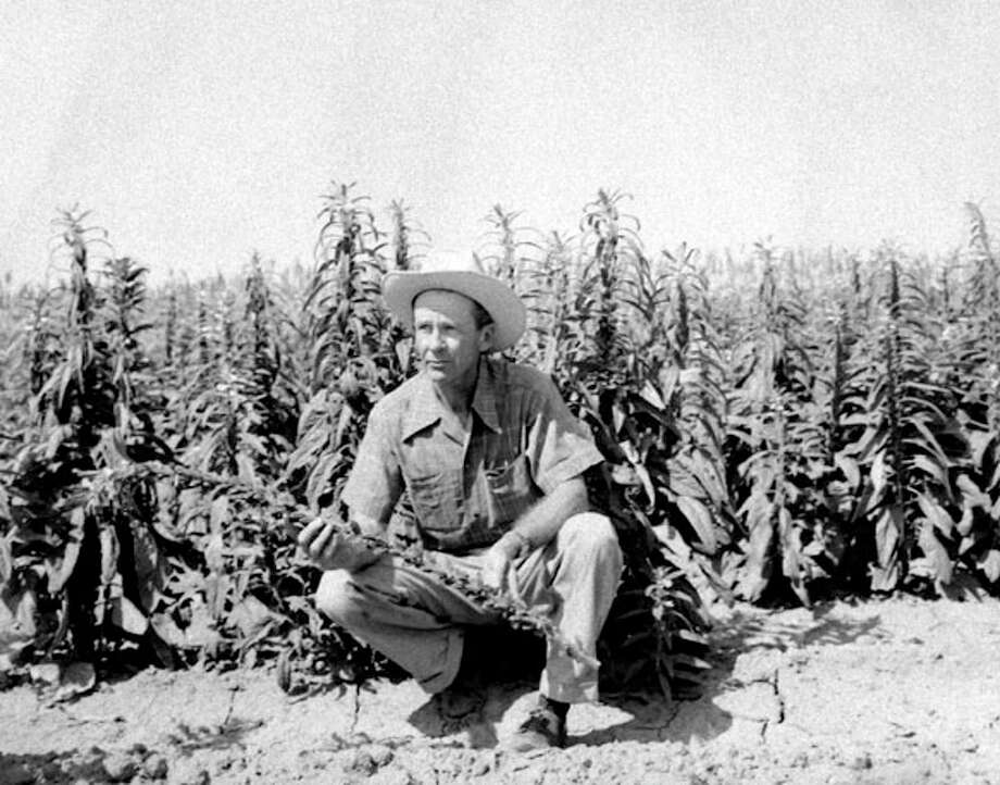 Looking Back: First crop of sesame planted in 1953 - Plainview Daily Herald