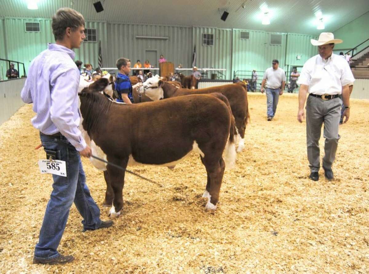 Doug McDonough/Plainview HeraldTanner Cubb of Brownwood (foreground) tries to get the attention of the judge while in the show ring on Saturday morning during the 30th annual Plainview Parade of Breeds.