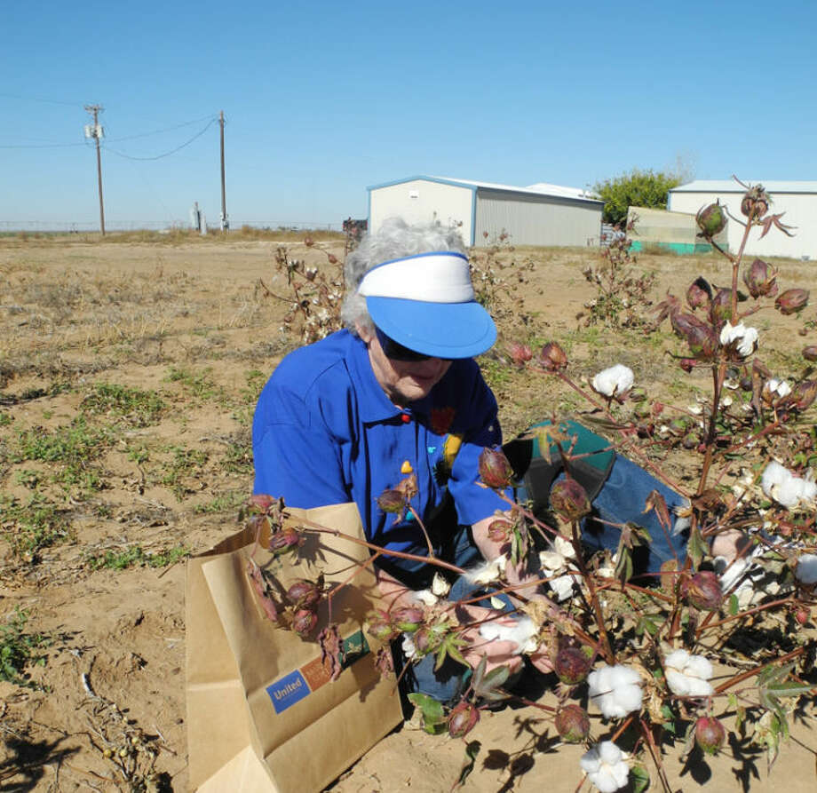 Local Farmer Produces Experimental Cotton Plainview