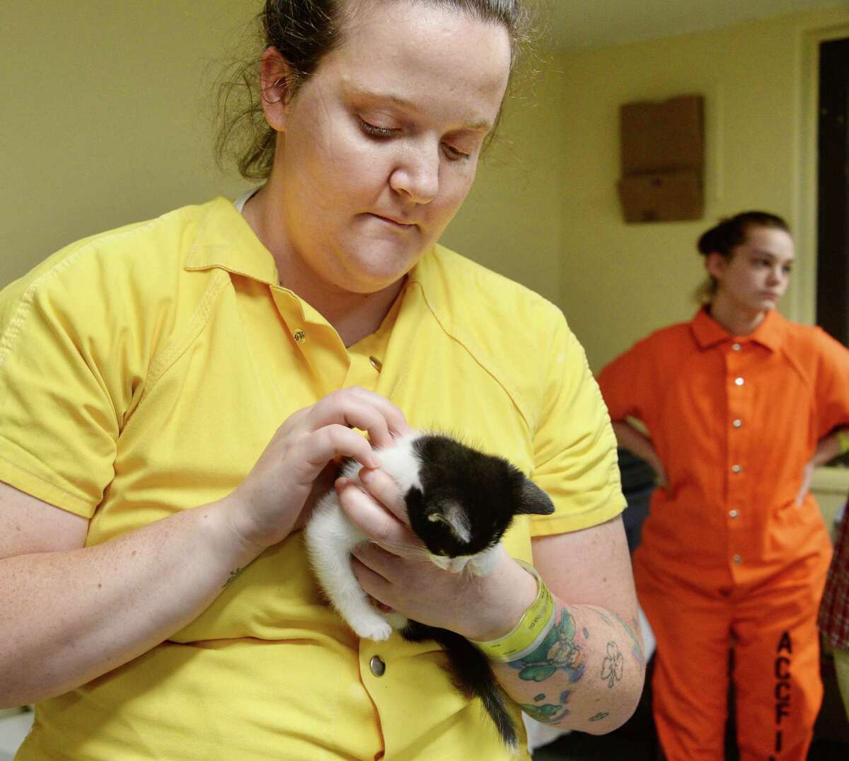 Inmates Caring For Cats In Albany County