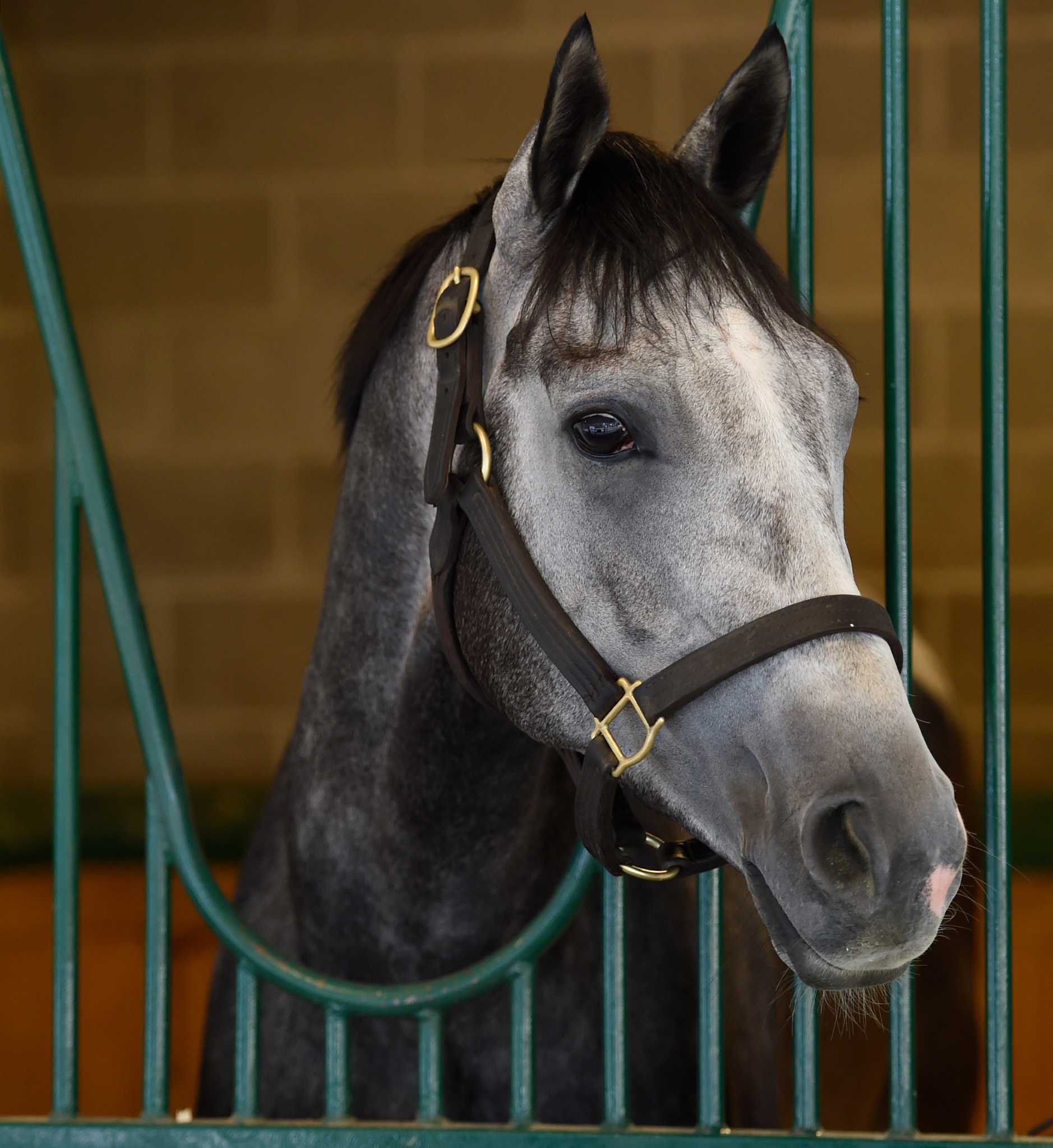 triple-crown-horses-re-emerge-for-jim-dandy-haskell