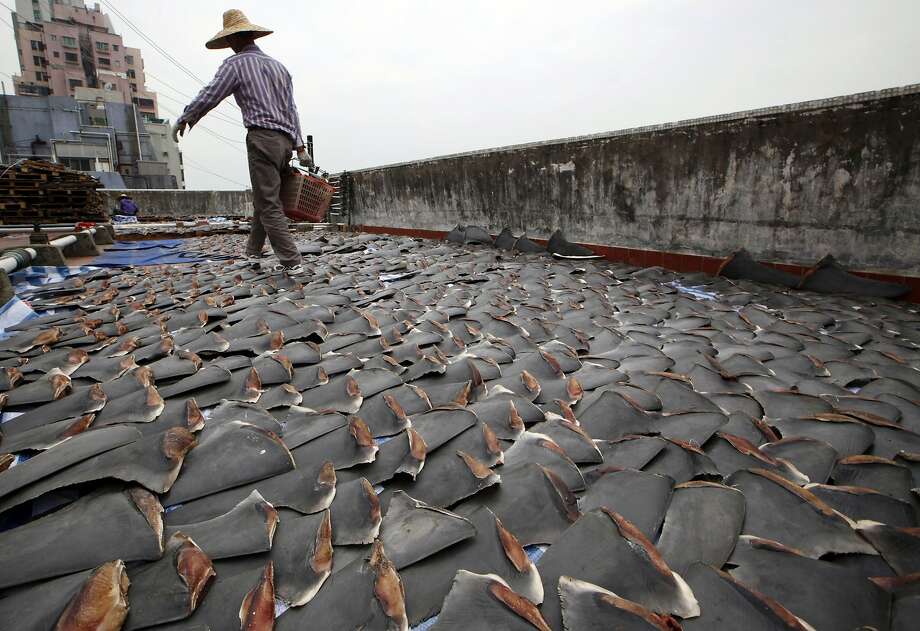 shutting down shark finning: us fishermen promise a fight