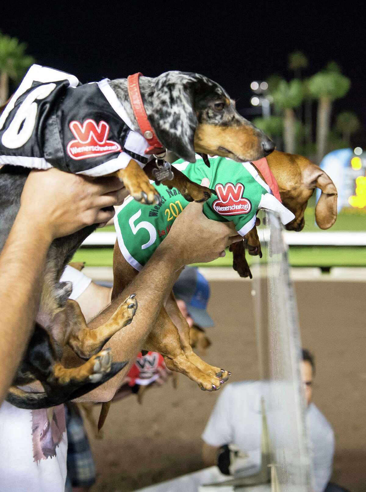A California race course held its 21st annual Wienerschnitzel Wiener Nationals on July 19 where 90 dogs raced for the title of the fastest wiener in the West.