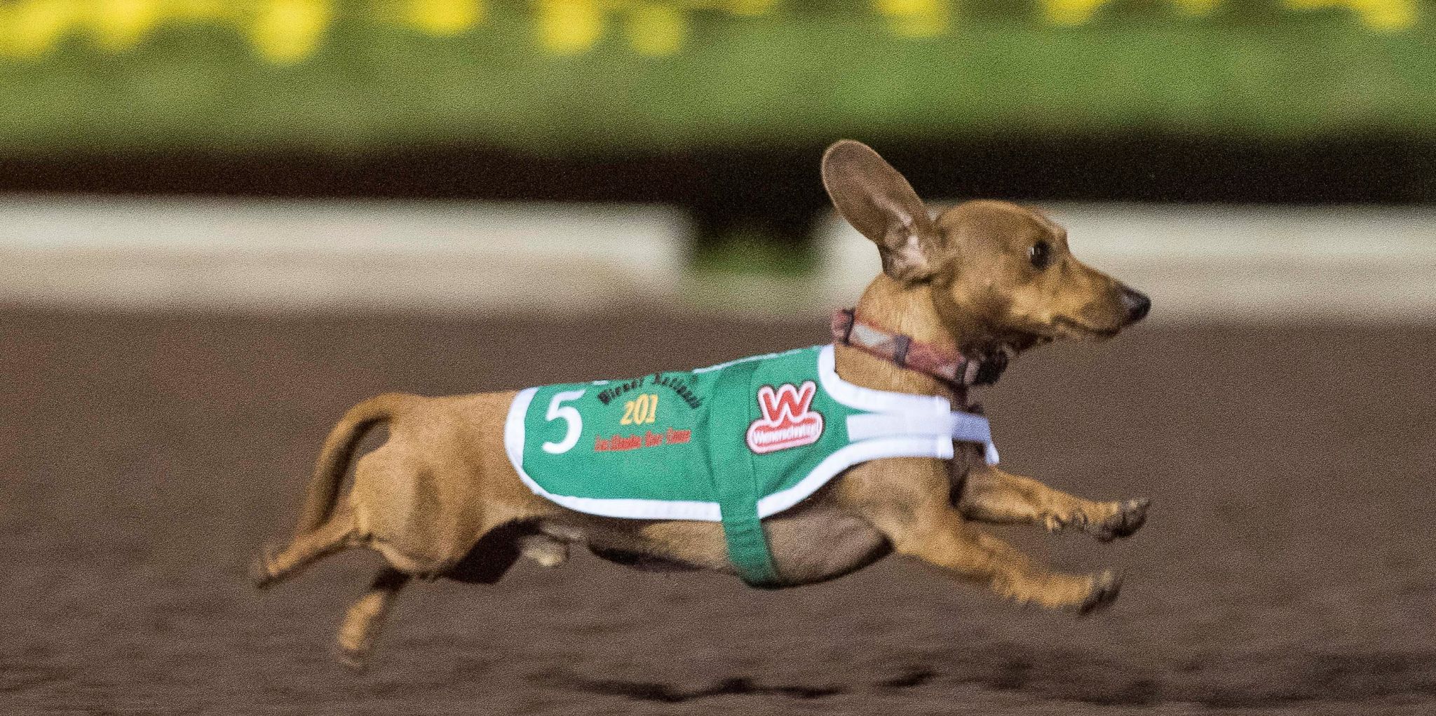 Video Adorable national wiener dog race find the fastest pooch in the West