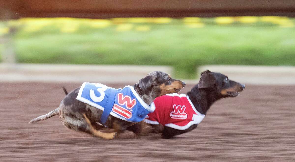 Video Adorable national wiener dog race find the fastest pooch in the West