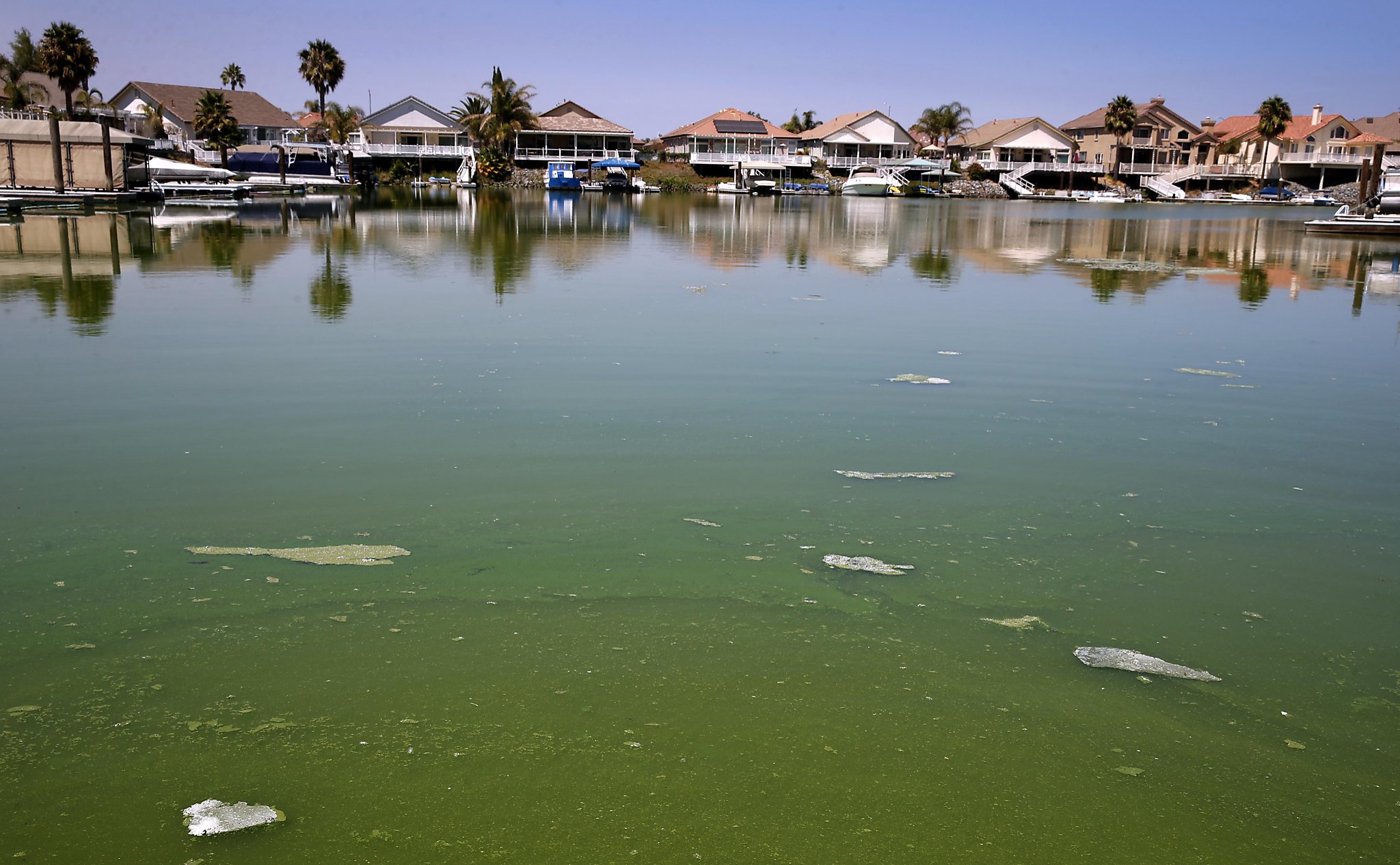 Dangerous algae detected in bay
