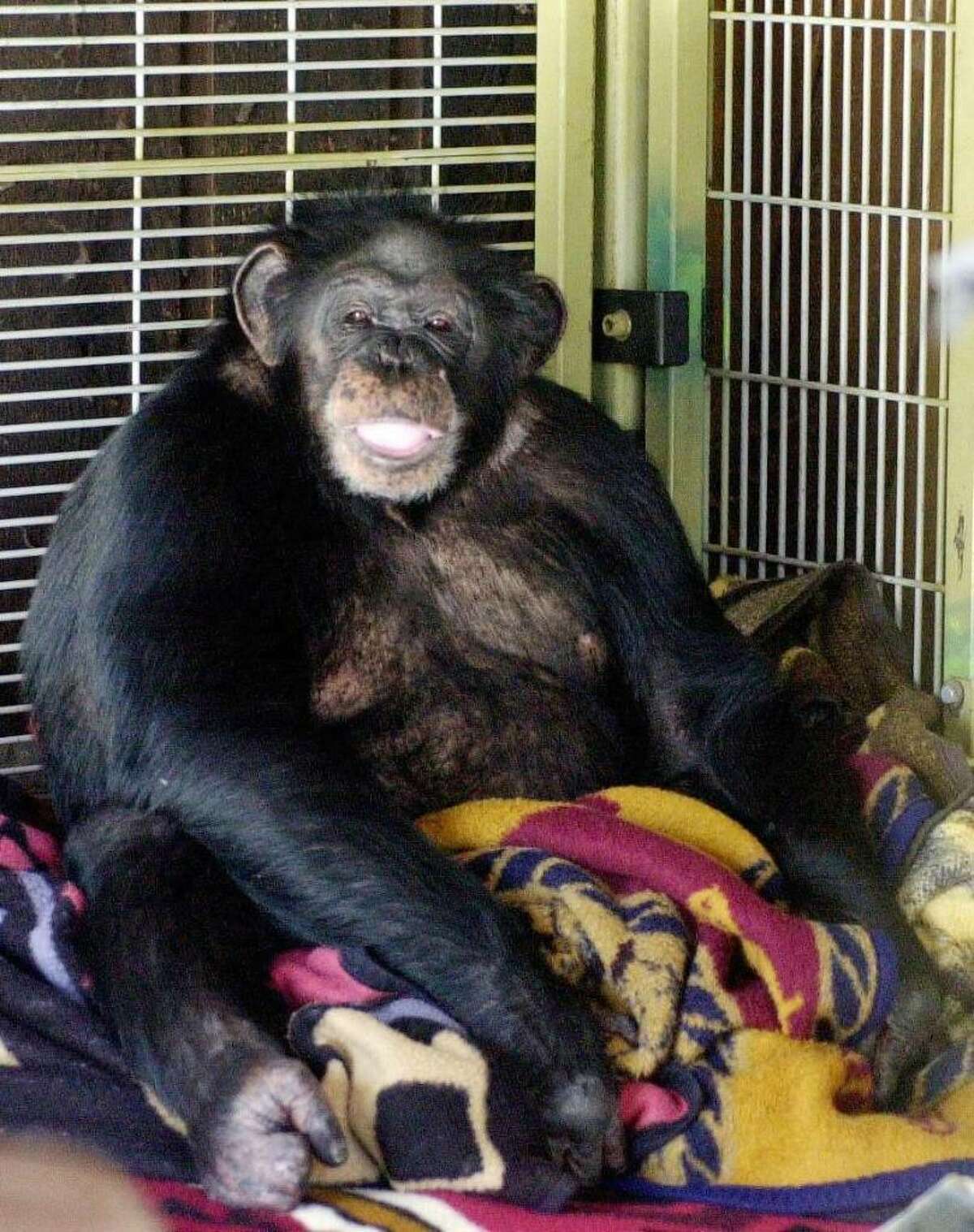 Travis The Chimp: A Crime Scene That Changed Everything - kpvrfhs