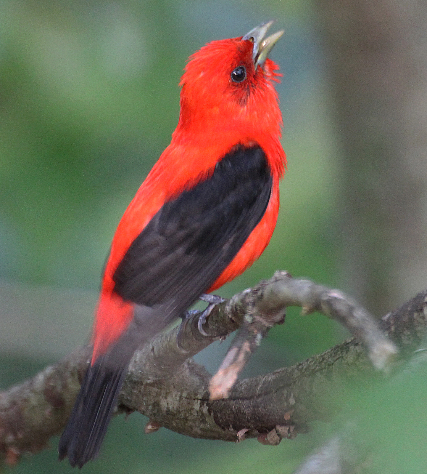 For the Birds: Scarlet Tanager brightens up the summer