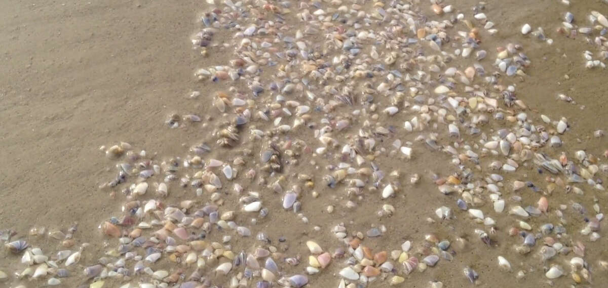 Video Clams rising from Padre Island National Seashore make the beach
