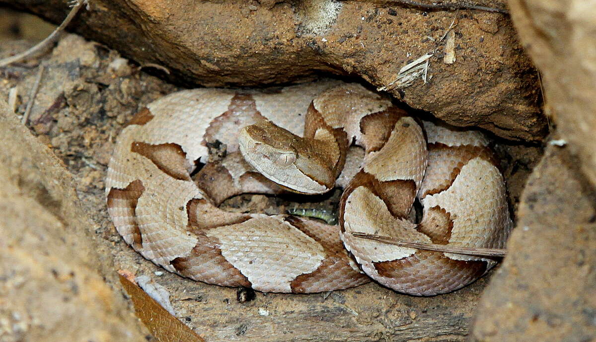 Snake Bites Keeping This Houston Doctor Busy