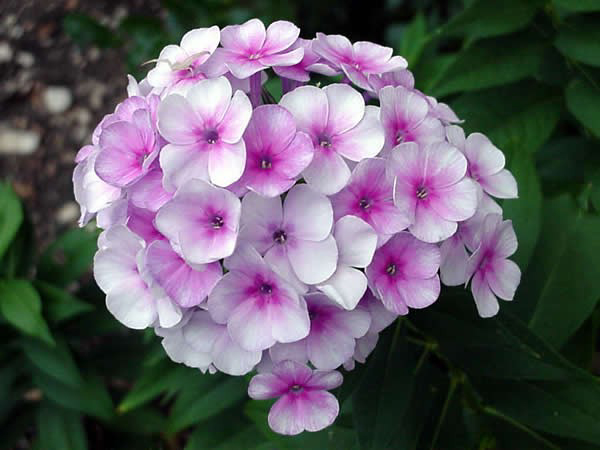 Calvin Finch Perennials For The Landscape Expressnews Com