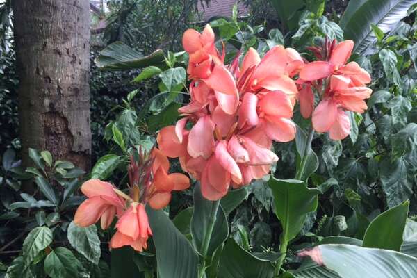 Calvin Finch Perennials For The Landscape Expressnews Com