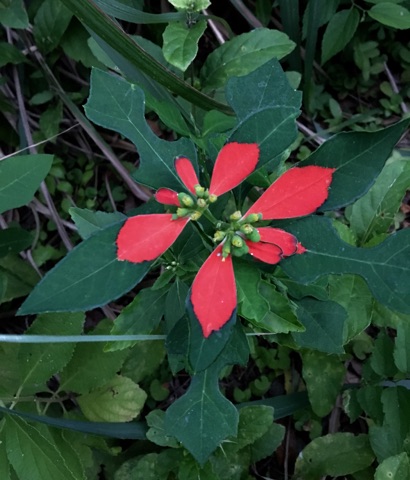 What's blooming? Houston gardeners recommend these plants