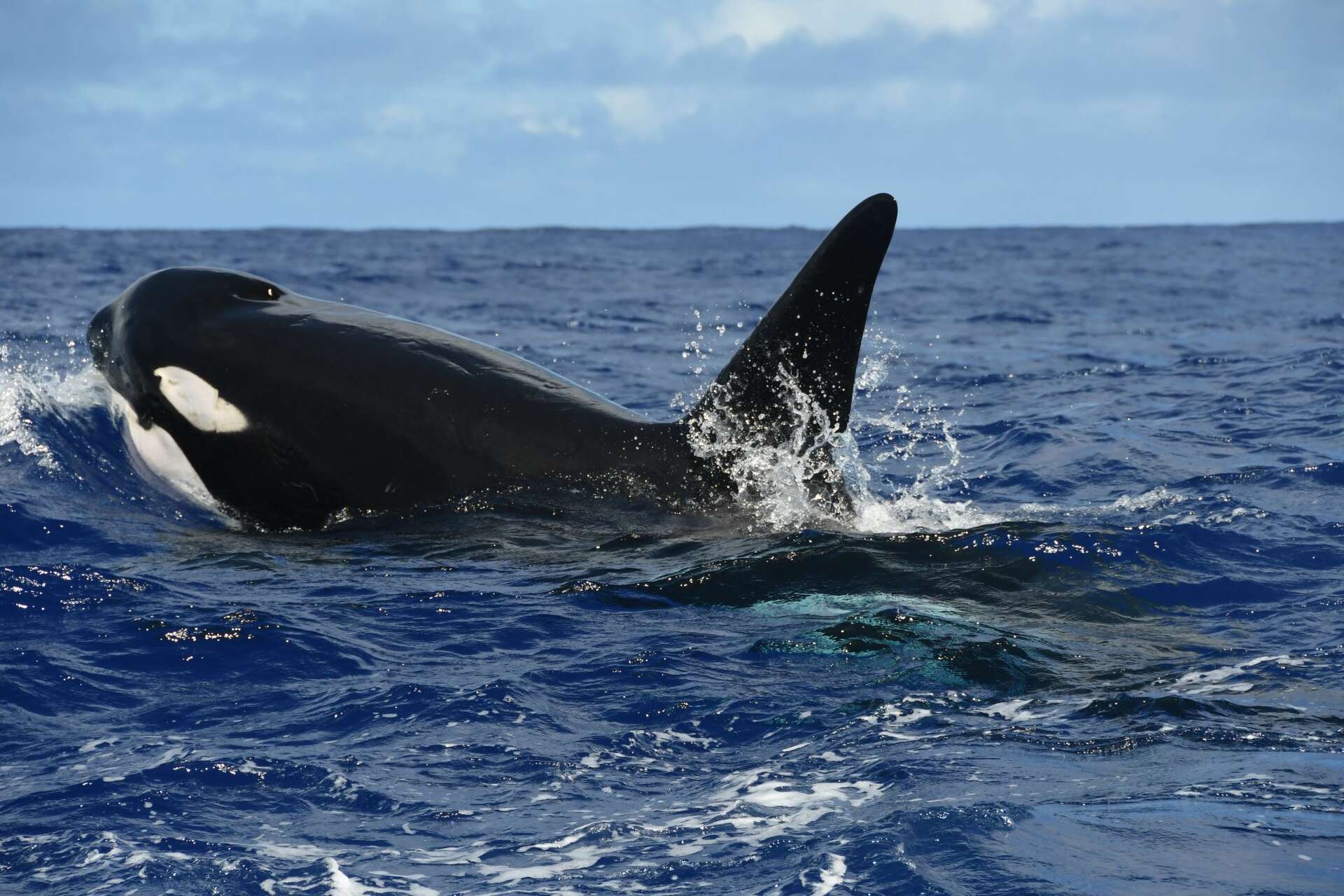Report: New orca calf born in southern resident J pod
