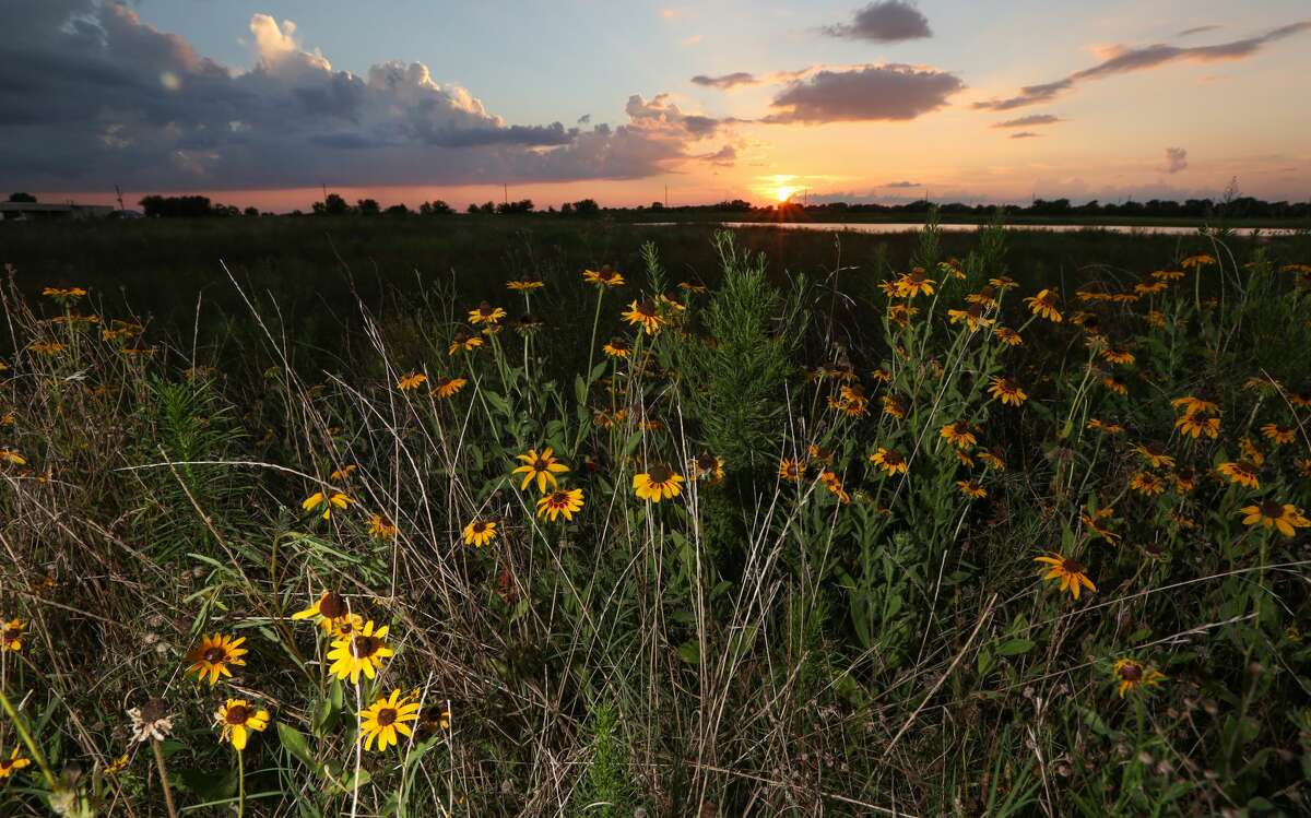 Preserving open land -- especially open land covered in native plants, such as the Katy Prairie -- reduces flooding. (For photos of rain gardens, neighborhood greenways and plants native to the Houston area, scroll through the gallery.)