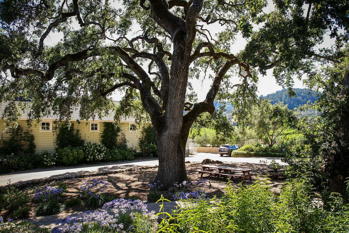 A large Oak tree sits in the middle of the property at Spottswoode winery in Napa, California, on Friday, July 22, 2016.
