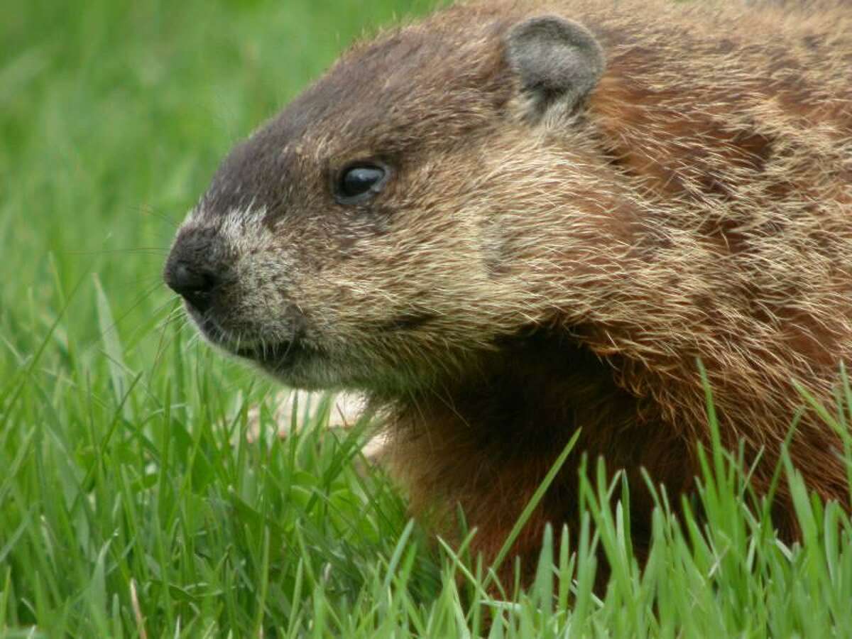 File - A woodchuck, also known as a groundhog. (University of Michigan Museum of Zoology)