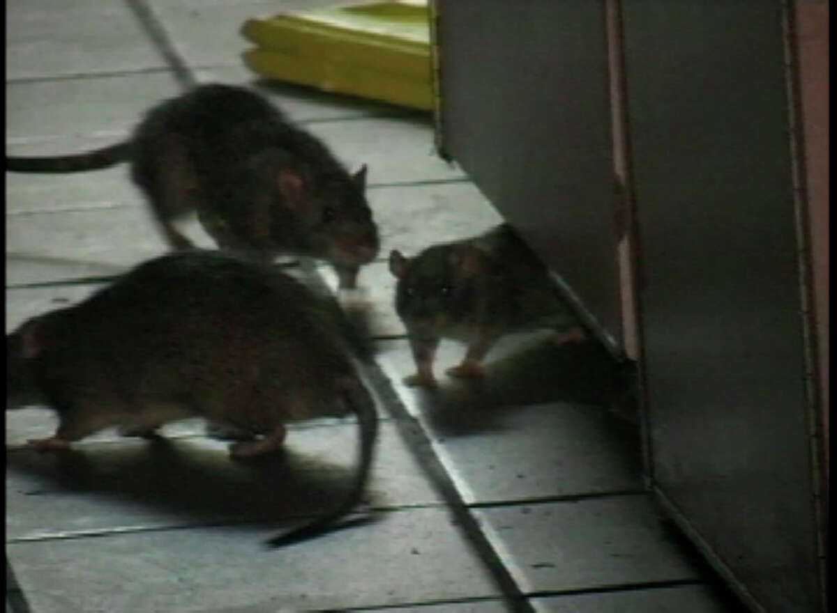 Rats! Foiled again. Can't keep rodents out of the backyard grill