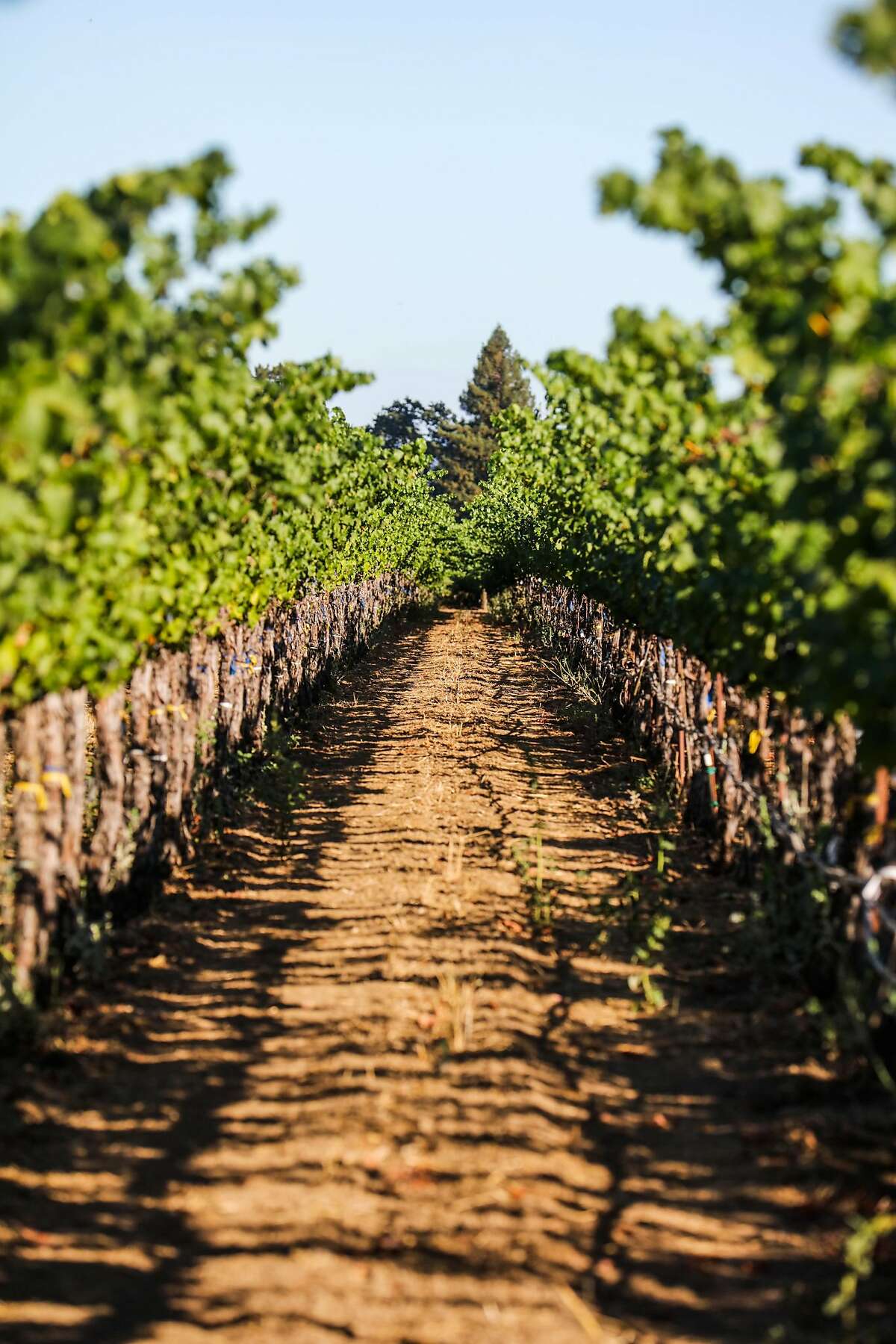 In California’s Wine Country, tasting rooms are essential