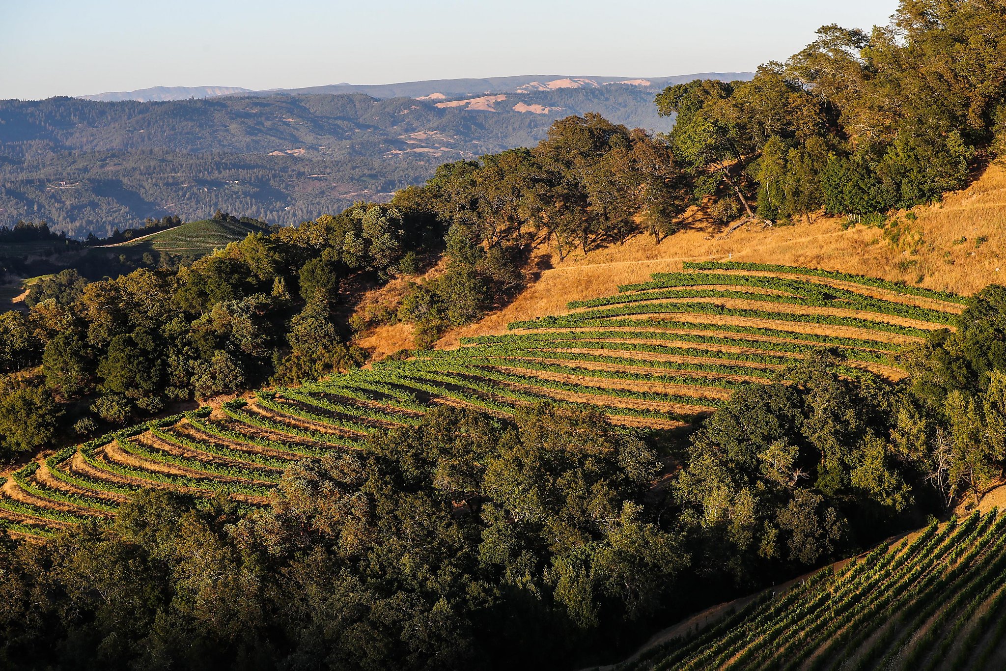 Battle For Napa Valleys Future Proposed Curb On Vineyards - 
