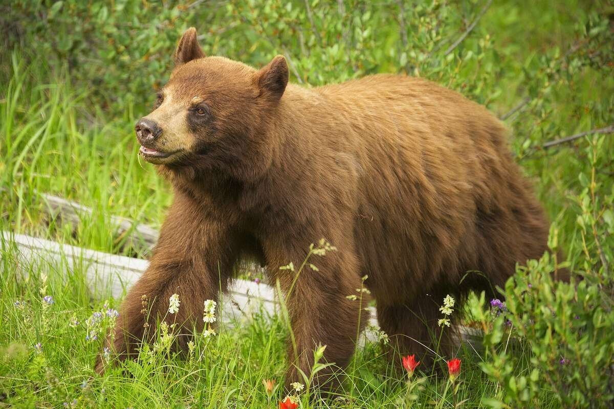 California Man Finds Bear Family In His House Gets A Cool Facebook 