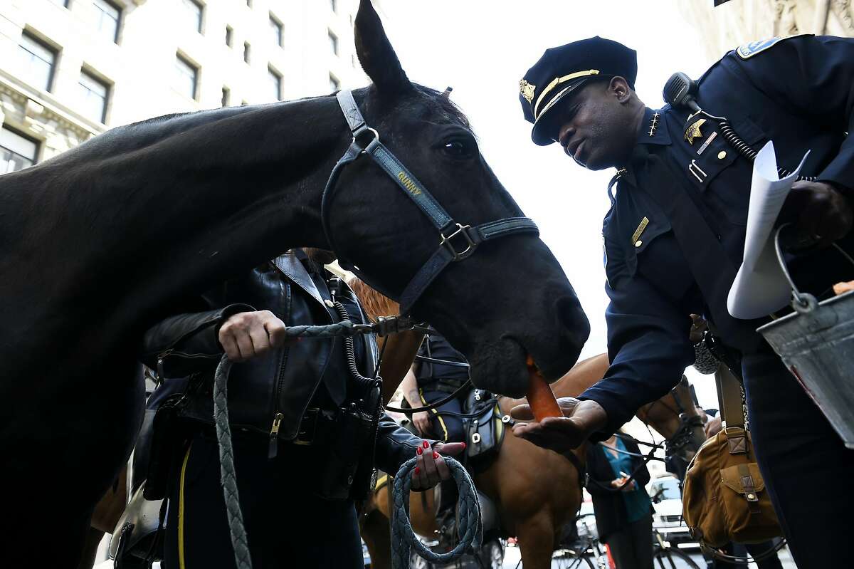 19-year-old SFPD Mounted Unit Tennessee Walker "Gunny" is given a carrot by San Francisco Police Chief Toney Chaplin during his retirement ceremony on Tuesday, August 3, 2016 in San Francisco, California.