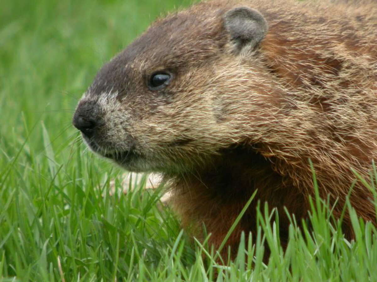 Groundhog, Woodchuck, University of Michigan Museum of Zoology.