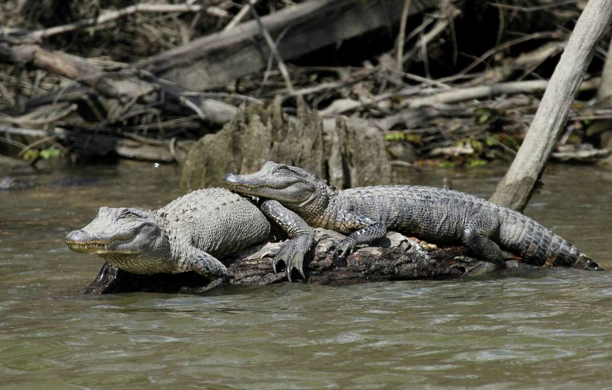 Texas hunters gear up for alligator season