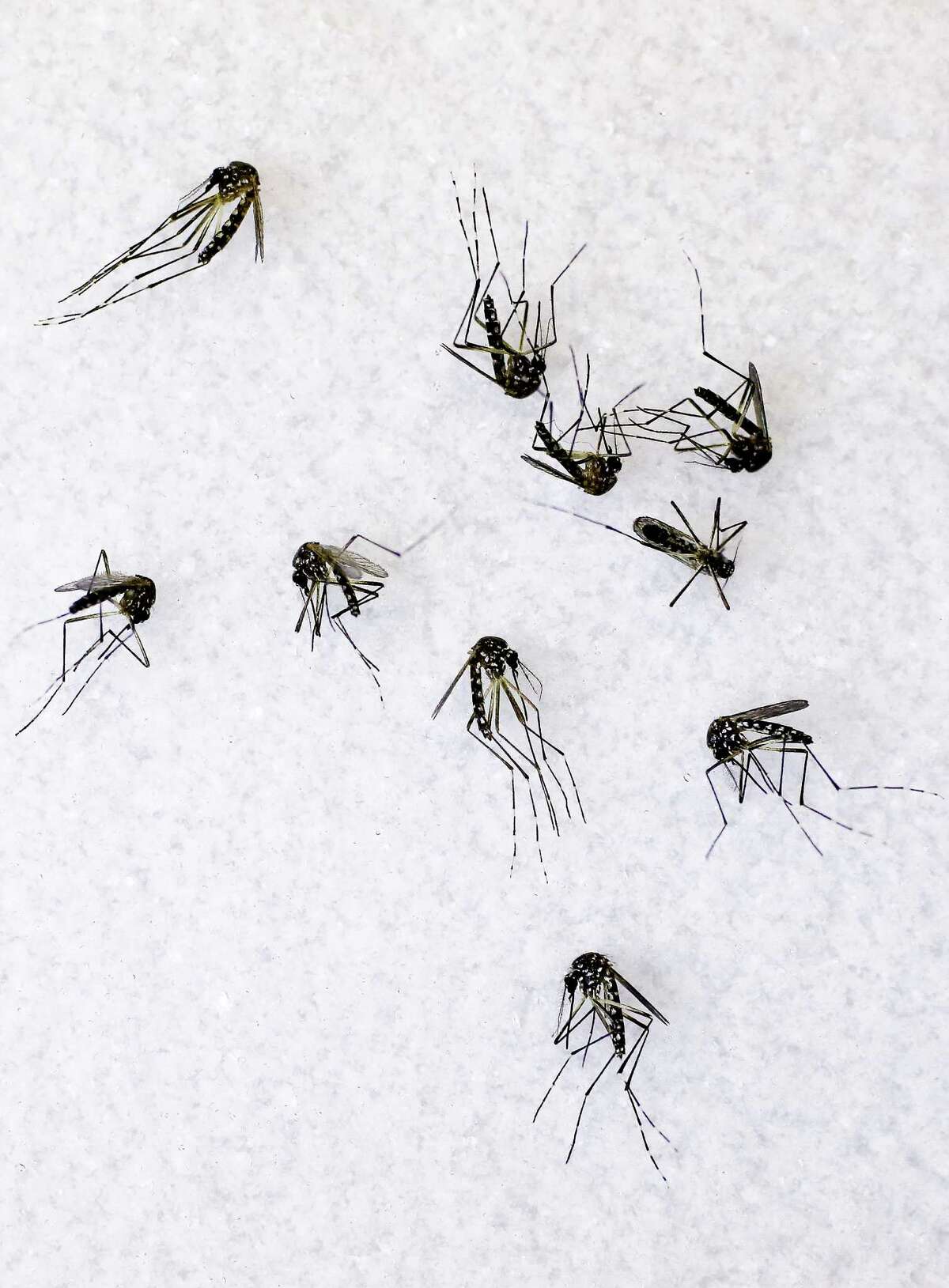 Texas A&M scientists solve the mystery of how mosquitoes become ...