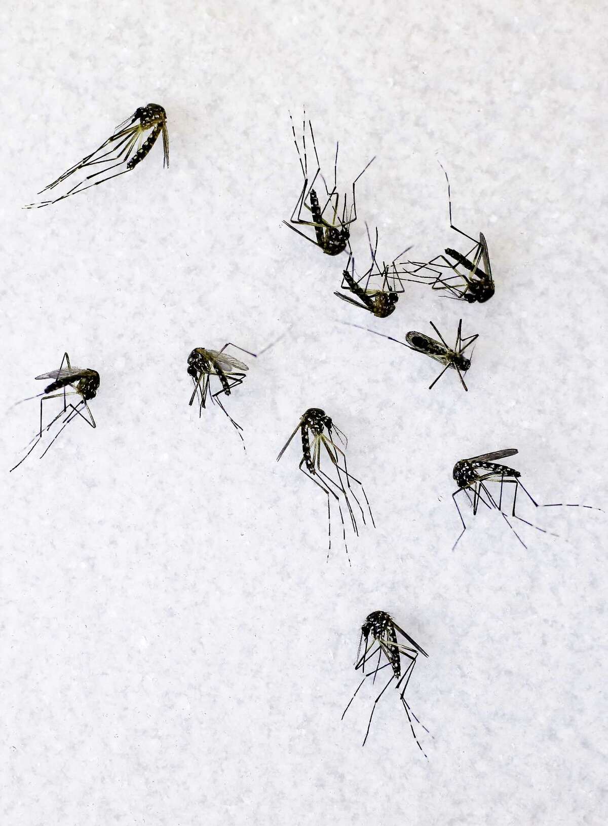These aedes aegypti mosquitoes can carry the Zika virus. Avoiding bites is the best form of protection.