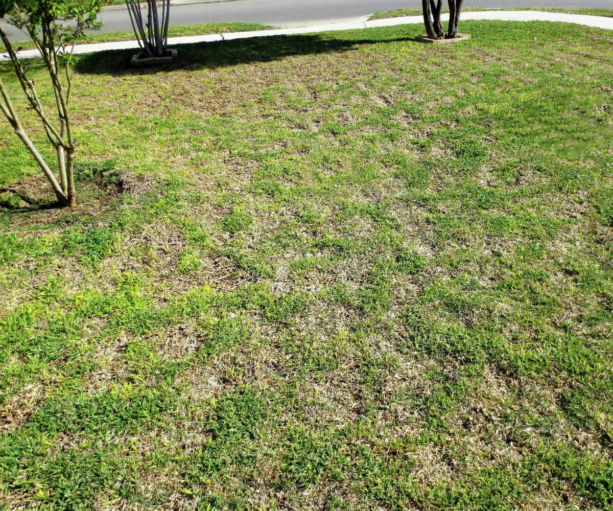 Calvin Finch: Hot-weather problems in lawns