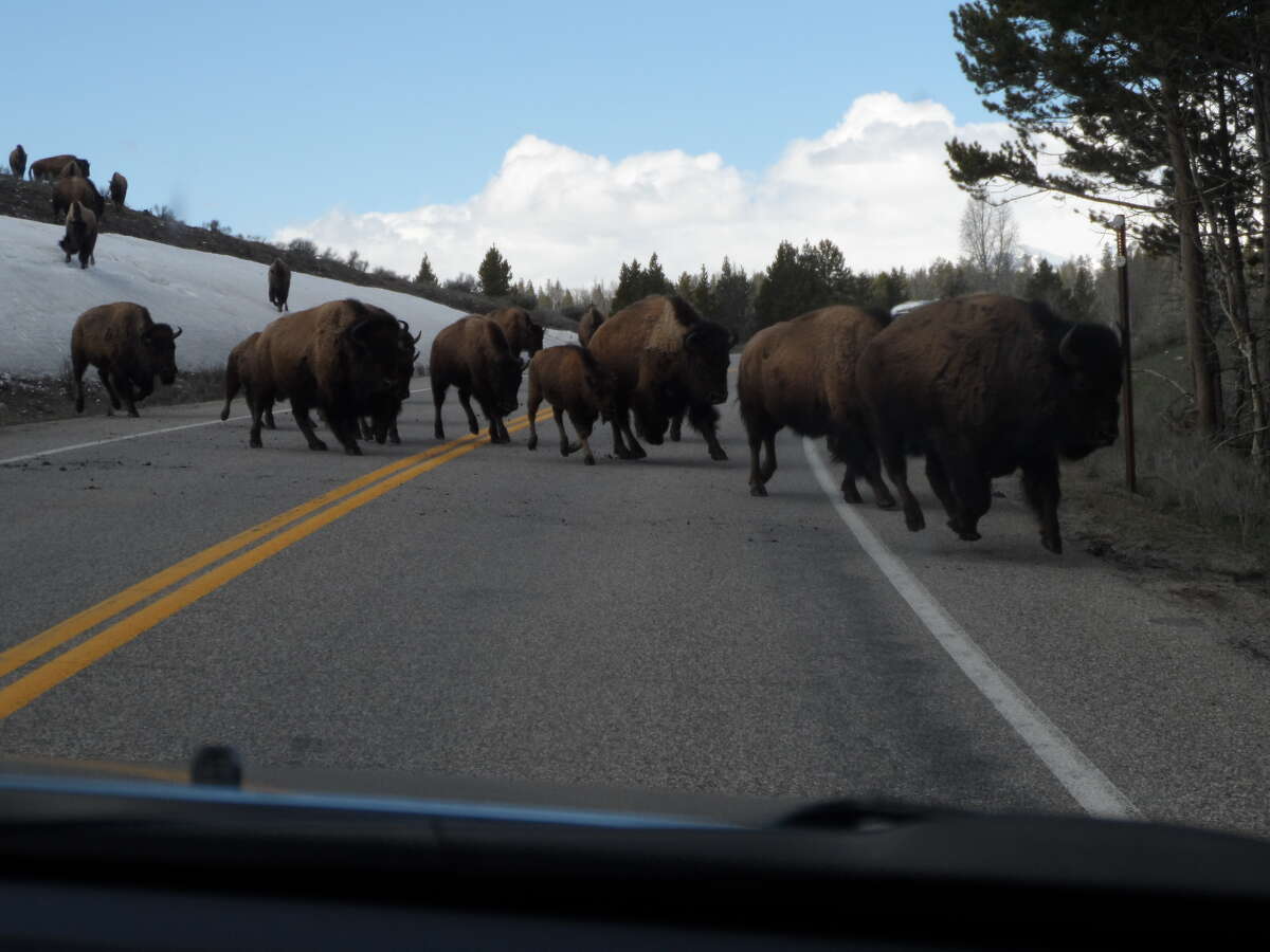 On a road trip to the Grand Tetons that covered almost 5,000 miles, stopping to let a herd of buffalo cross the road was one of the memorable highlights.