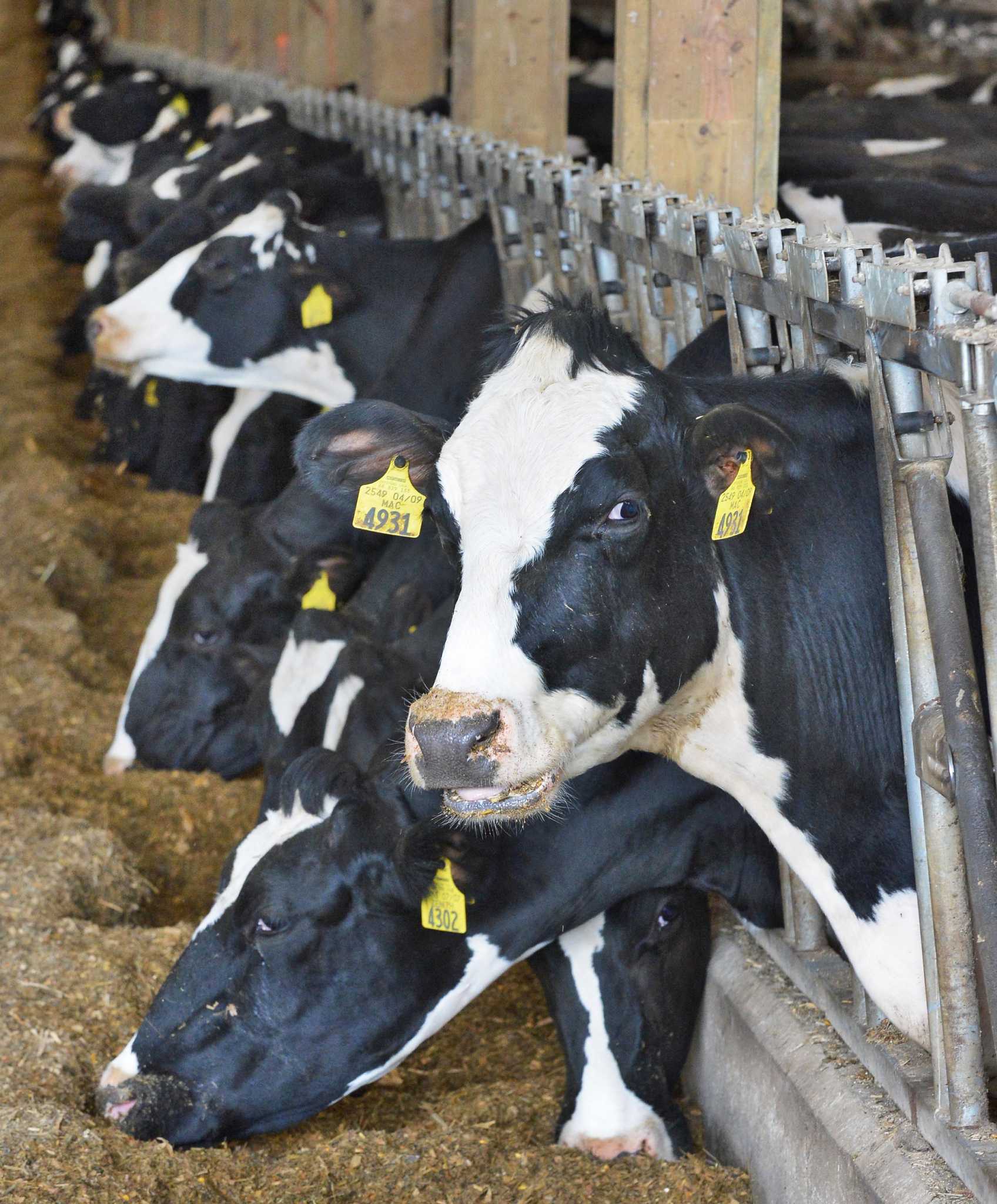 raising dairy bull calves for profit