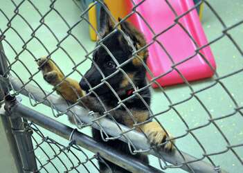 russian orthodox monks german shepherds