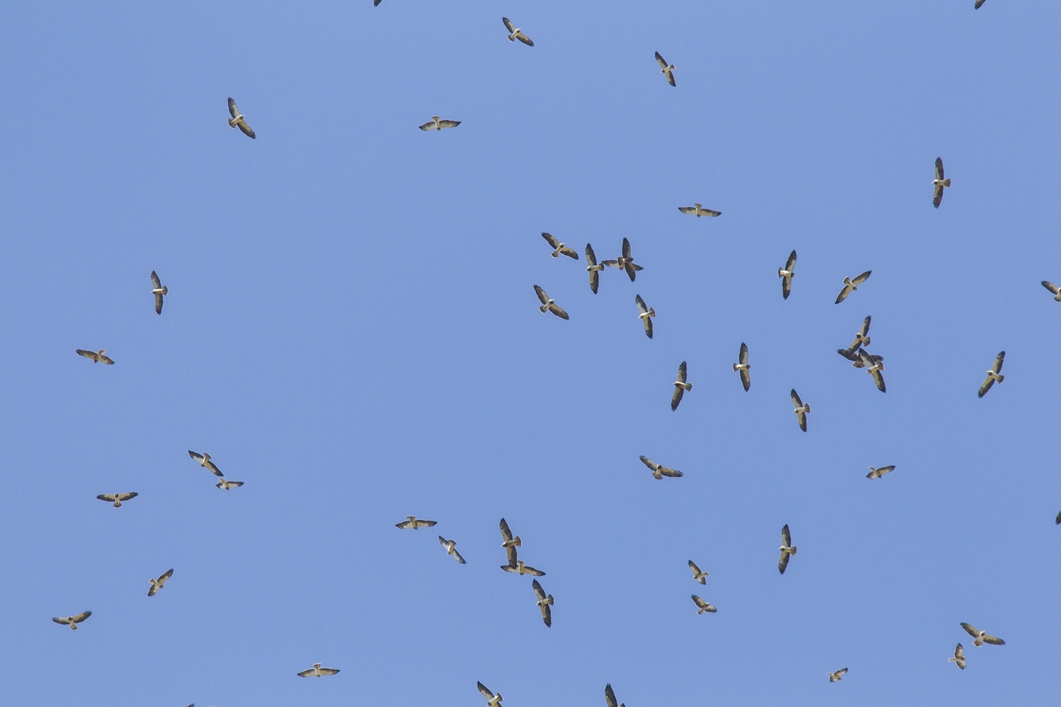 Migrating hawks set the 'kettles' in motion
