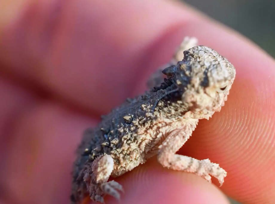 Photos 25 adorable Texas Horned Lizards born at Mason Mountain
