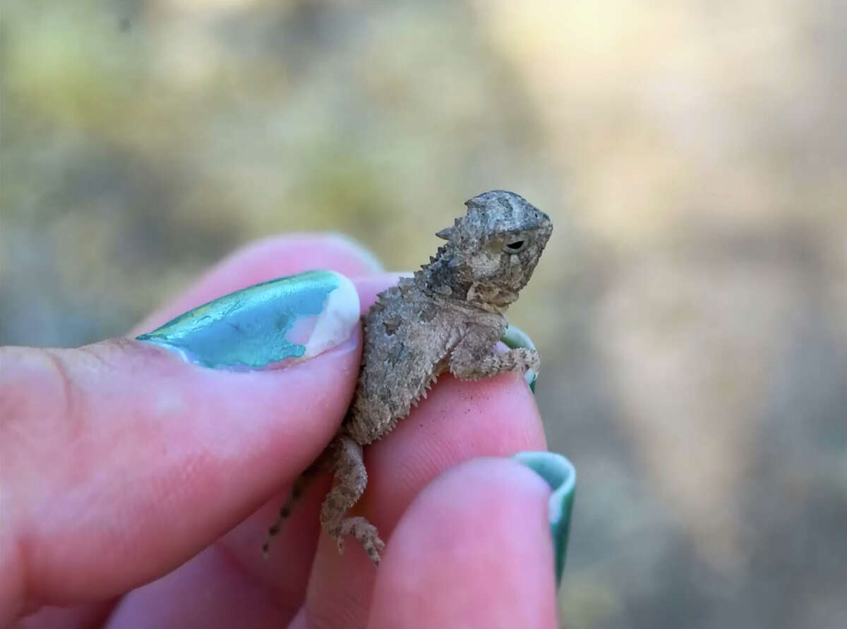 We have our first documented hatch of Texas Horned Lizards! As near as we can figure, about 25 new little lizards joined our population about 2 weeks early. Warm summer temperatures evidently go a long way towards speeding up the hatching process! We don't have a good way to keep up with horned lizards when they are this small, but we sure hope we get to see them again in the future! Good luck little lizards!
