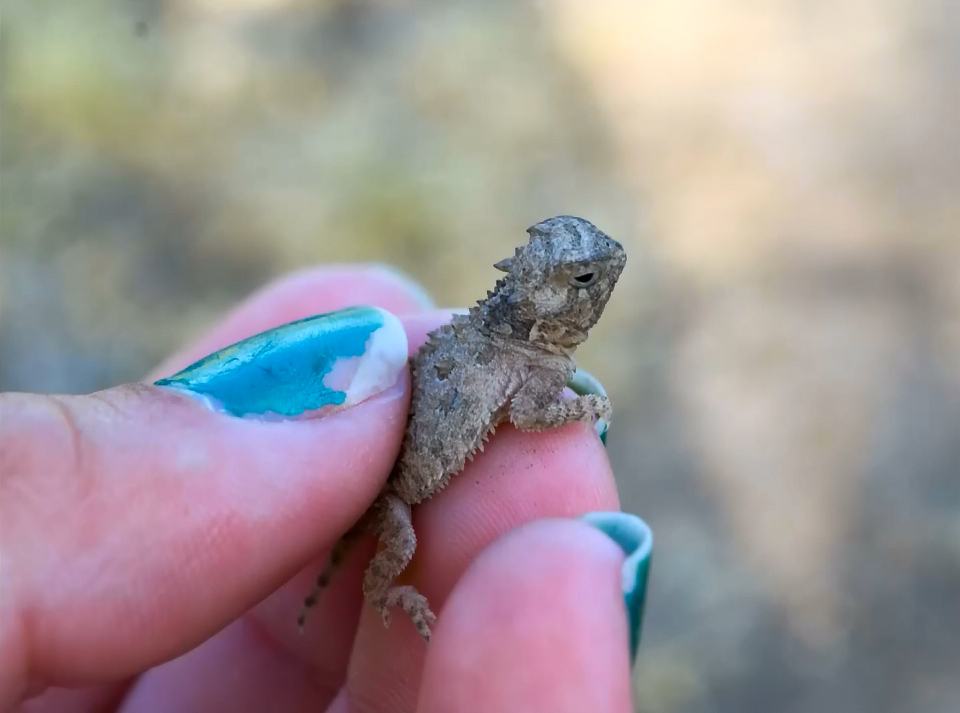 Photos: 25 adorable Texas Horned Lizards born at Mason Mountain