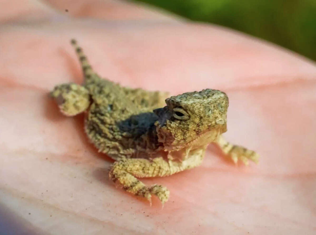 Photos: 25 Adorable Texas Horned Lizards Born At Mason Mountain ...