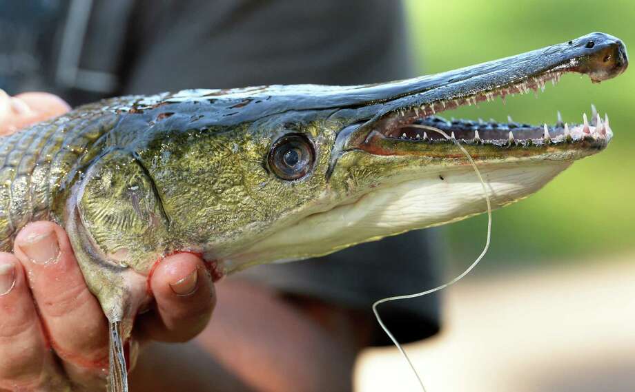 Schenectady's alligator gar meets its end - Times Union