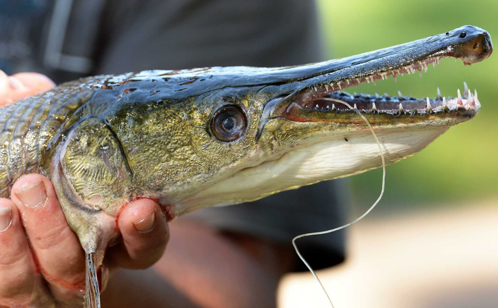 Alligator gar rig