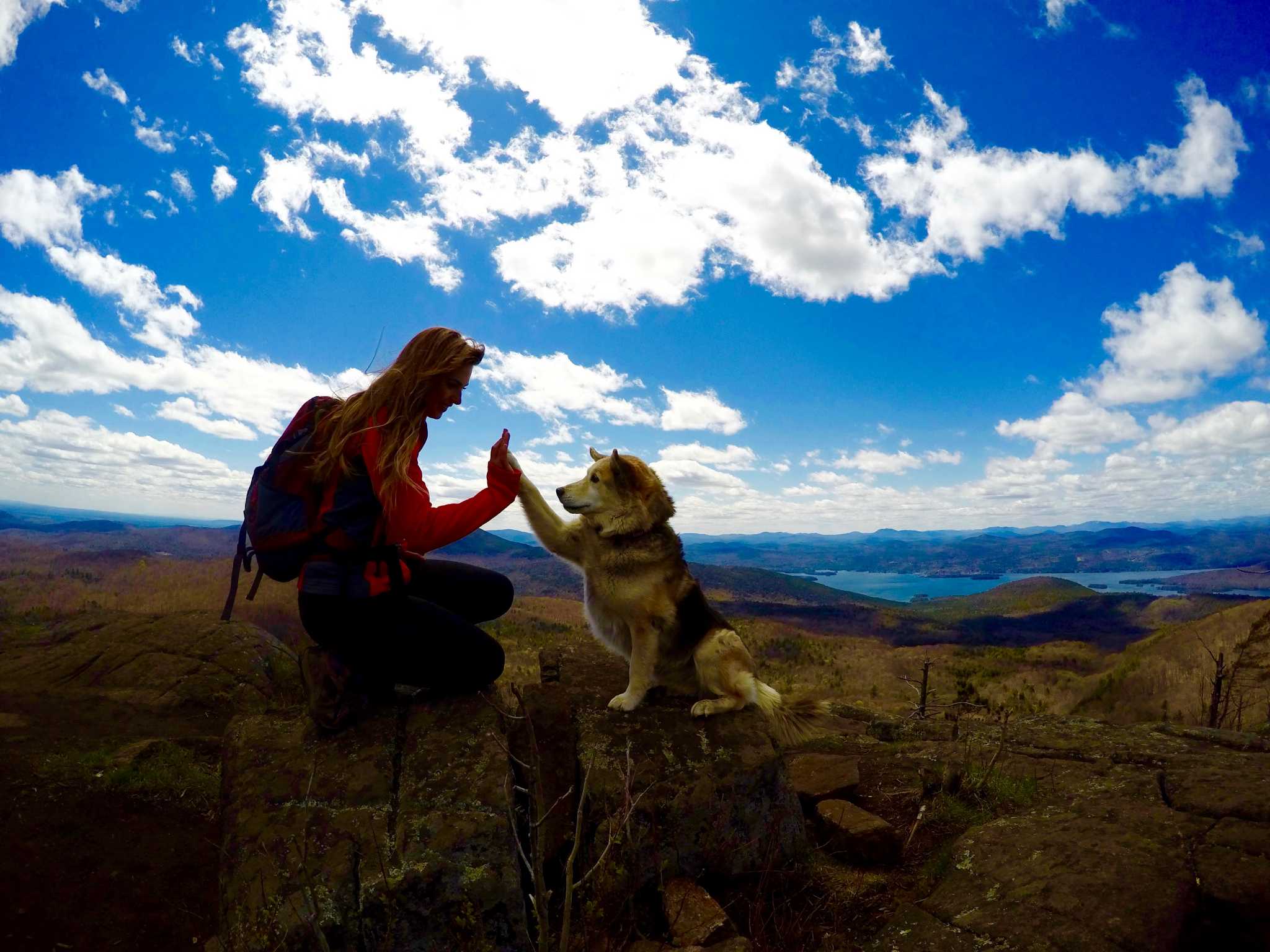 Hiking dog about to climb 46th Adirondack High Peak