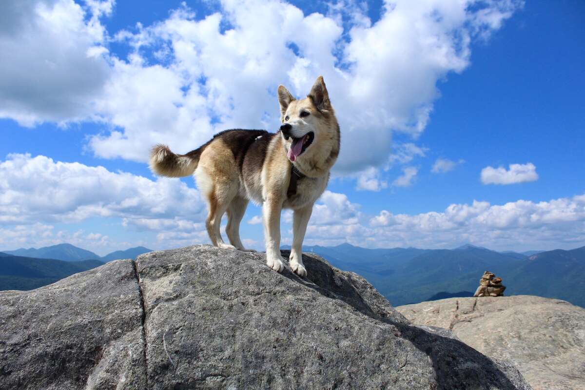 Hiking dog about to climb 46th Adirondack High Peak