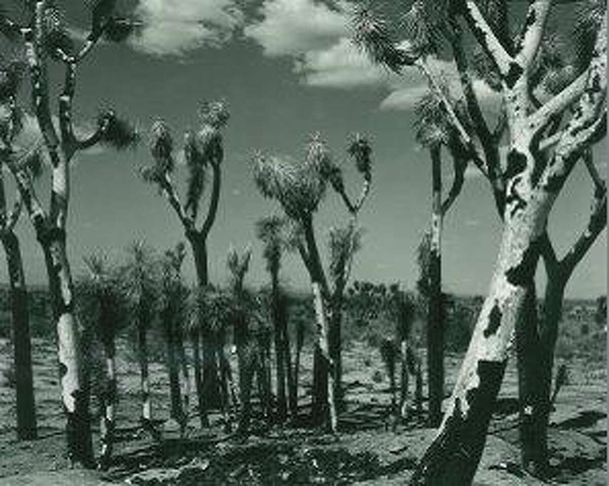 The newest Bruce Museum exhibition, ?“Towards Abstraction, 1940-1985: Brett Weston Photographs from the Bruce Museum Collection,?” will open at the museum, 1 Museum Drive, on Nov. 5 and run through Feb. 9. For more information, call 203-869-0376 or visit www.brucemuseum.org.